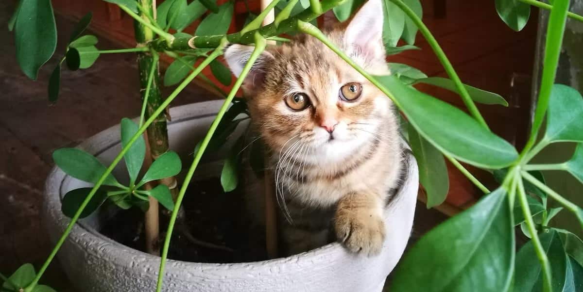 Pets and plants that cannot be moved during a long distance interstate move